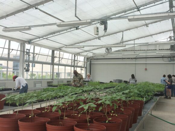University of Washington, D.C. Rooftop Greenhouse Plant Management