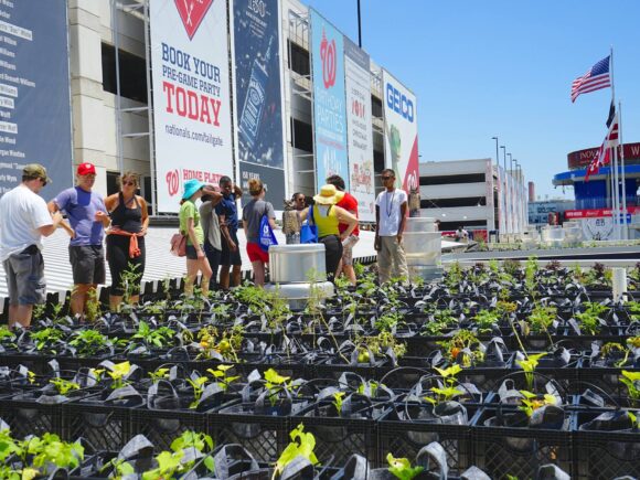 Nationals Park Volunteer Day with Cultivate the City 2016